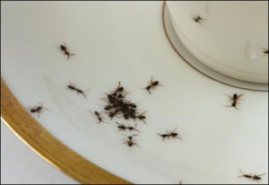 Porzellan mit Ameisen-Dekor