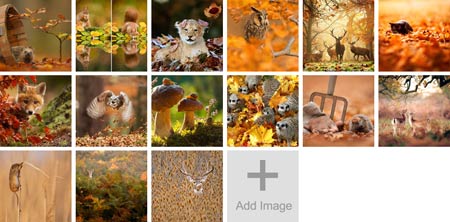 Tolle Fotos: Tiere im Herbst